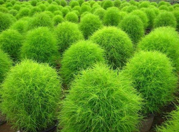 Kochia scoparia seed Burning Bush 